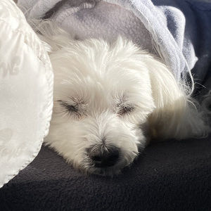 Meet your Posher, Lindsay